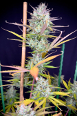 Instagram Pound Cake Auto™