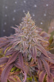 Instagram Papaya Sherbet™