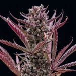 Instagram Guava Sundae Auto™