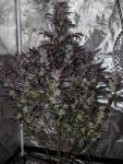 Instagram Strawberry Gorilla Auto
