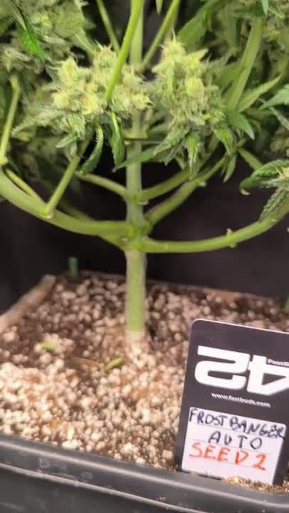 Frostbanger Auto @ pHilosophy420 GD 18