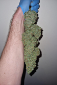 Instagram Gelato Auto