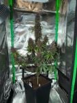 Instagram Purple Lemonade Auto RF3™