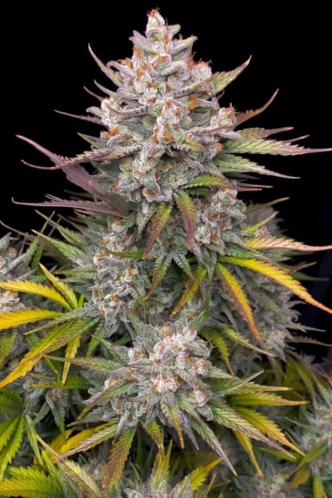 Instagram Apple Strudel Auto