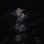 Instagram Mendo Frost Auto™