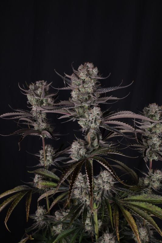 Instagram Strawberry Gorilla Auto RF3