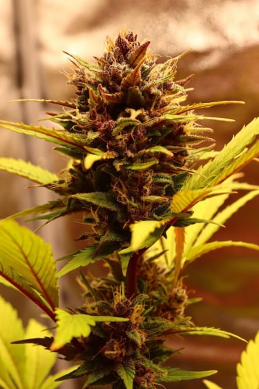 Instagram Fastberry Auto