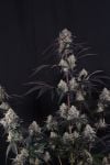 Instagram Lemon Cherry Sundae Auto™
