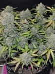 Instagram Gelato Auto