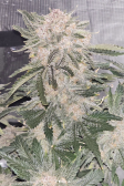 Instagram Cherry Cola Auto