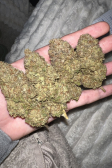 Instagram Sour Jealousy Auto™