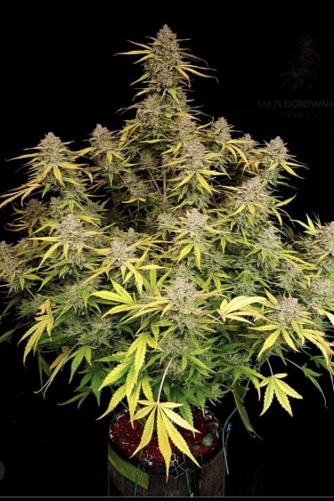 Instagram Gorilla Cookies Auto