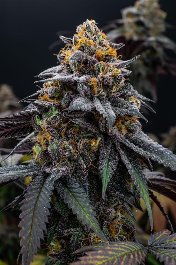 Instagram Lemon Cherry Runtz