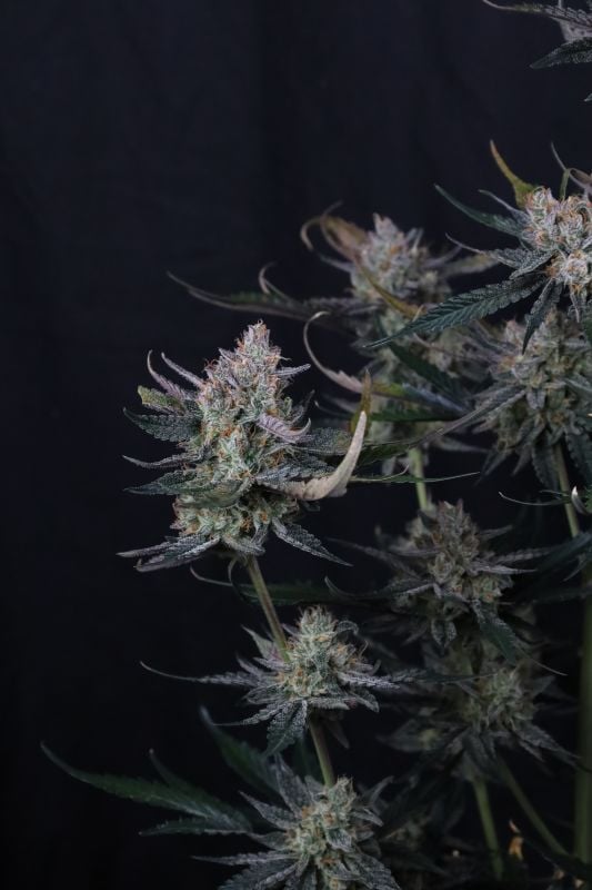 Instagram Guava Runtz Auto