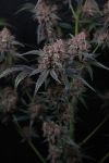 Instagram Mango Cherry Runtz Auto™