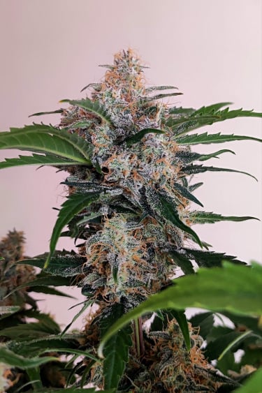 Instagram Cream Cookies Auto