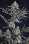 Instagram Lemon Tree Auto™