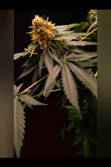 Tropicana Cookies FF