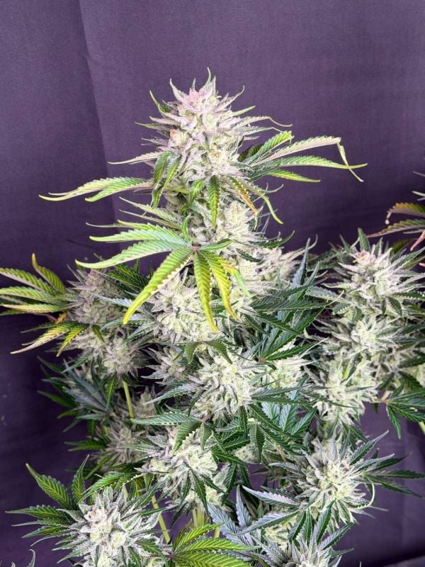 Instagram AK Auto
