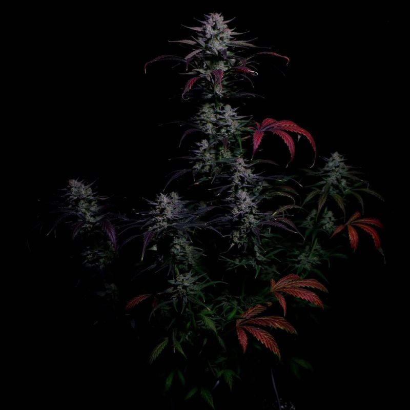 AUTO | Banana Guava Auto™