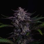 Instagram Mendo Guava Auto™