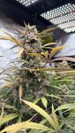 Instagram Pound Cake Auto™