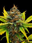 Instagram Lemon Cherry Sundae Auto™