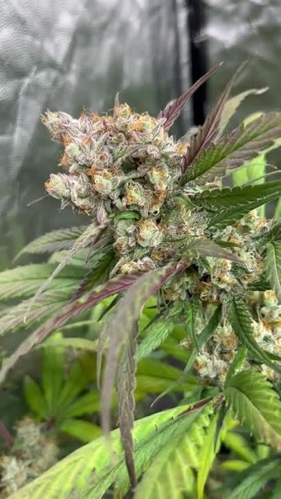 Papaya Cookies Auto @Ziocannabis GD 2