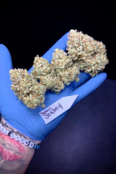 Instagram Sour Jealousy Auto