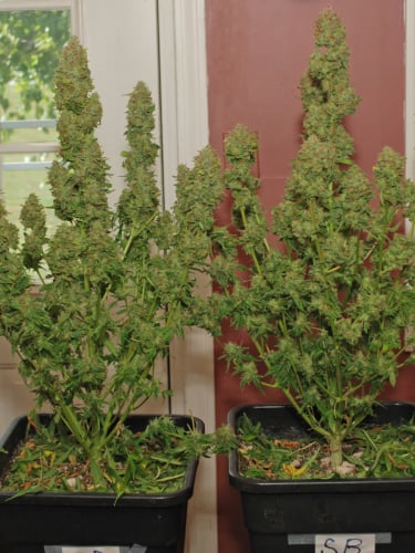 Instagram Strawberry Banana Auto