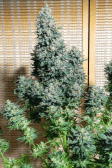 Instagram Tropicana Cookies FF