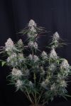 Instagram Lemon Cherry Sundae Auto™