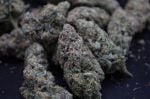 Instagram Pineapple OG Auto™