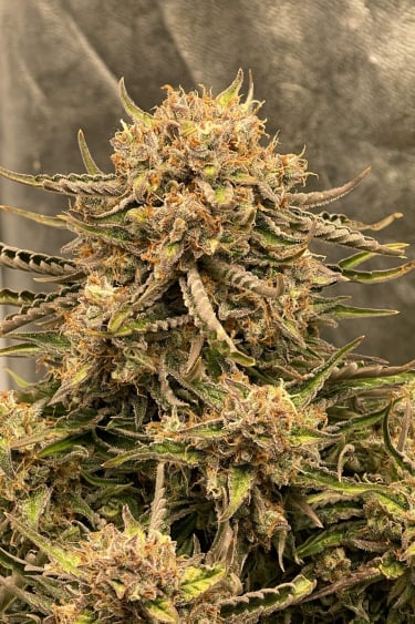 Instagram Lemon AK Auto