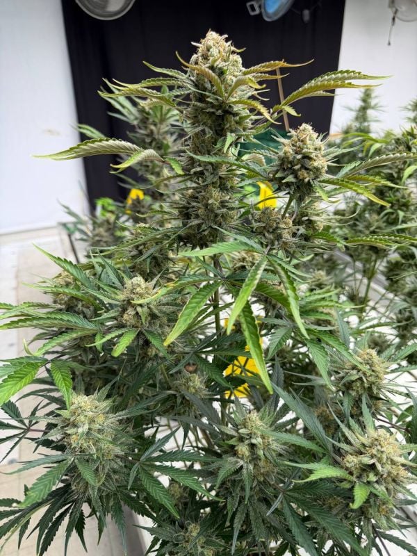 Instagram Sour Diesel Auto