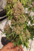 Instagram Purple Punch Auto