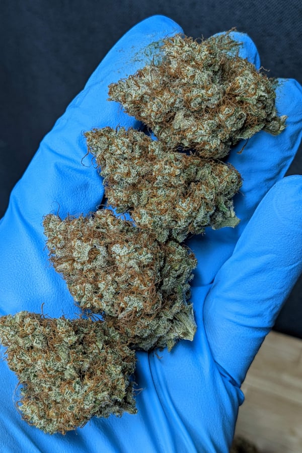 Buy Apricot Auto Cannabis Seeds Fast Buds