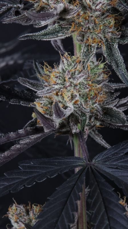 Instagram Guava Runtz Auto