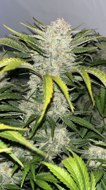 Instagram Cherry Cola Auto RF3