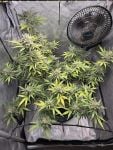Instagram Blueberry Auto