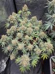 Instagram Gorilla Z Auto
