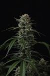 Instagram Banana Cherry Cookies Auto™