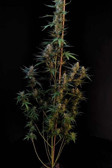 Instagram White Widow Auto