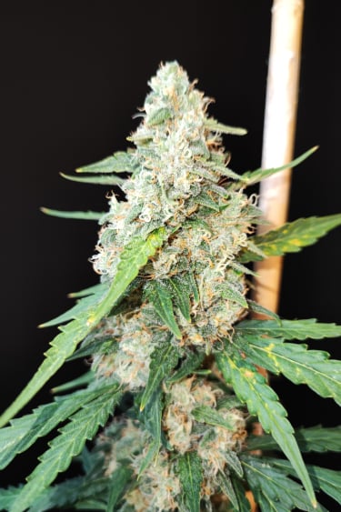 Instagram Cheese Auto