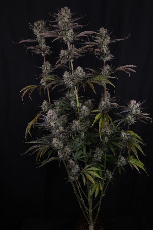 Instagram Strawberry Gorilla Auto RF3