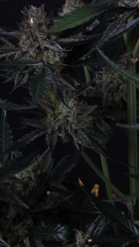 Instagram Guava Runtz Auto