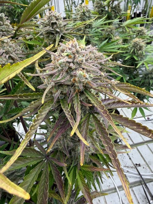 Instagram Cinderella Auto
