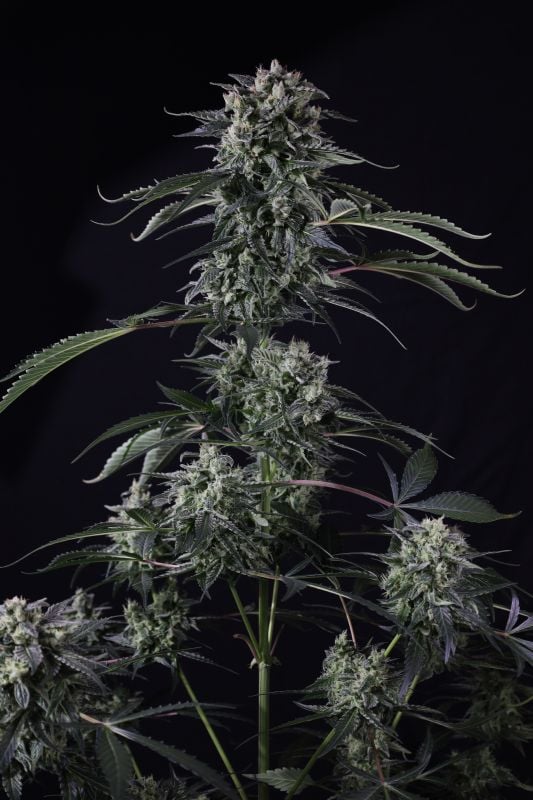 Instagram Banana Guava Auto