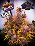 Instagram Mango Cherry Runtz Auto™