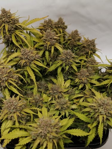 Instagram Amnesia Haze Auto